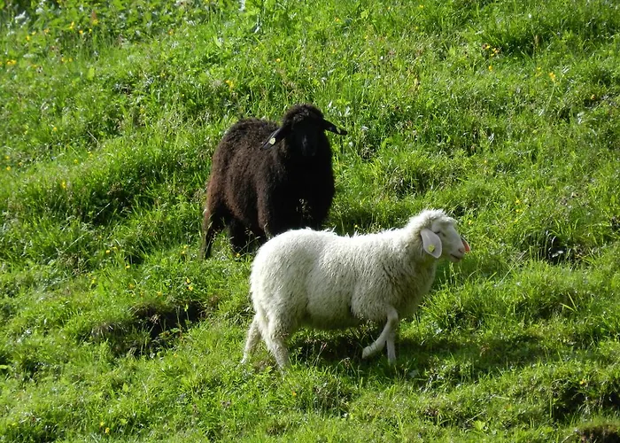 Daire Obermuehle Rauris